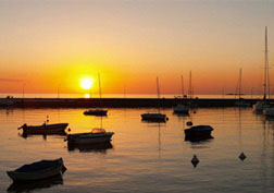 Serie: Organo-Máquinas